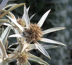 Eryngium