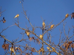 Linaria cannabina cannabina