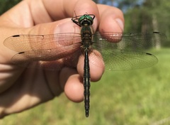 Somatochlora flavomaculata