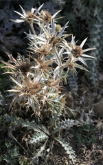 Eryngium