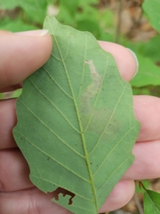 Coptotriche castaneaeella