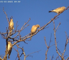 Linaria cannabina cannabina