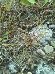 Centaurium littorale