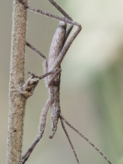 Zaprochilus australis