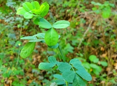 Hippocrepis emerus