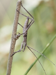 Zaprochilus australis