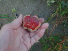 Gecarcinus lateralis