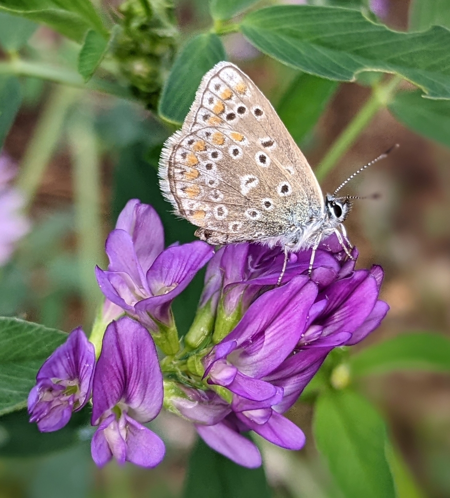 common-blue-from-fontenay-le-marmion-france-on-september-25-2022-at