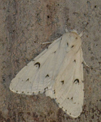 Acronicta leporina