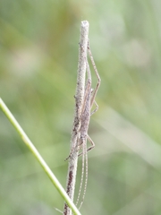 Zaprochilus australis