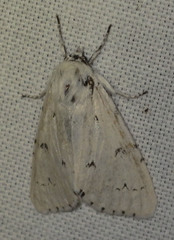 Acronicta leporina