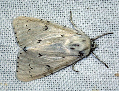 Acronicta leporina
