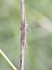Zaprochilus australis