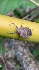 Brochymena quadripustulata