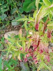Coleus scutellarioides
