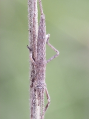 Zaprochilus australis