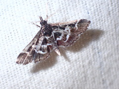 Diasemiodes janassialis