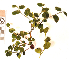 Cissampelos capensis