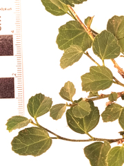 Cissampelos capensis