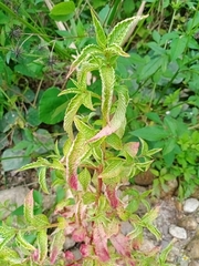 Coleus scutellarioides