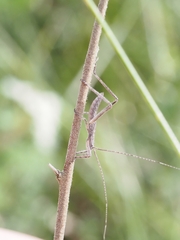 Zaprochilus australis