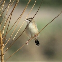 Cisticola juncidis