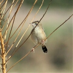 Cisticola juncidis