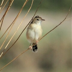 Cisticola juncidis