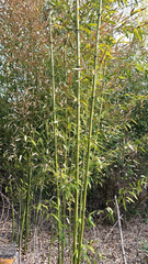 Phyllostachys aurea