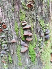 Hymenochaete rubiginosa
