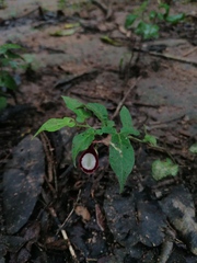 Aristolochia nelsonii
