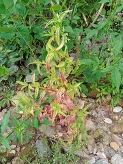 Coleus scutellarioides