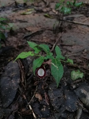 Aristolochia nelsonii