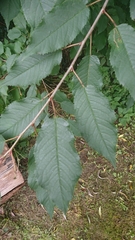 Prunus avium