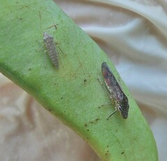 Homalodisca liturata