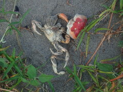 Gecarcinus lateralis