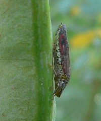 Homalodisca liturata