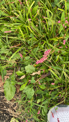 Persicaria longiseta