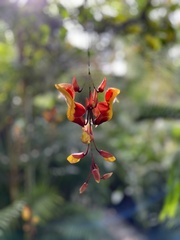 Thunbergia
