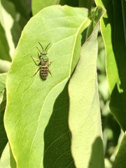 Agapostemon