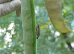 Homalodisca liturata