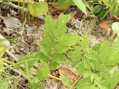 Wisteria