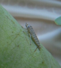 Homalodisca liturata