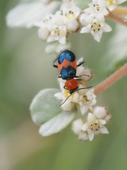 Dicranolaius cinctus