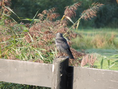 Corvus monedula monedula