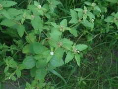 Parthenium