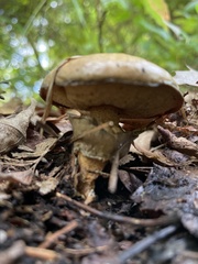 Suillus