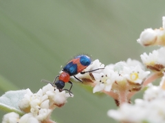 Dicranolaius cinctus