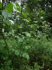 Ptelea trifoliata
