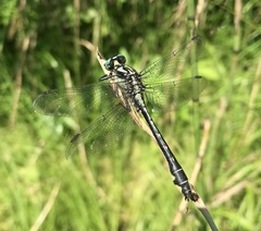 Gomphus vulgatissimus